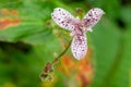 Toad lily Tricyrtis formosana speckled flower and buds